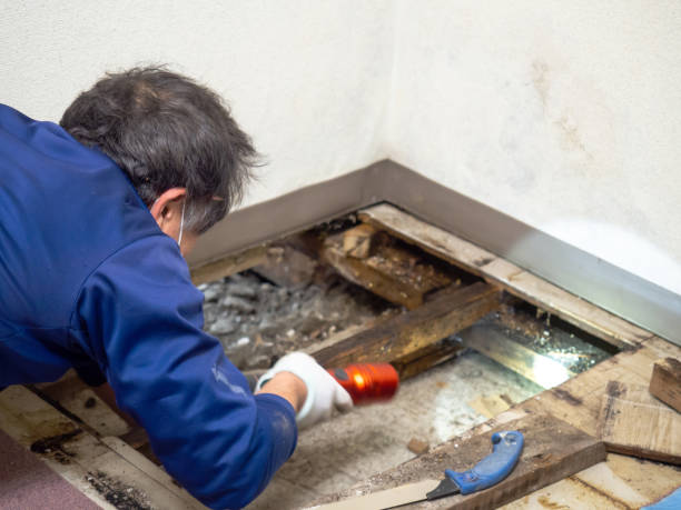 Best Post-Remediation Services in Sissonville, WV