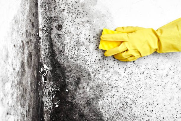 Best Localized Mold Remediation (e.g., coastal areas, humid climates) in Sissonville, WV