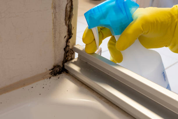 Best Black Mold Remediation in Sissonville, WV
