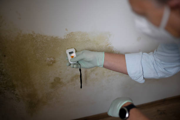 Best Residential Mold Remediation in Sissonville, WV