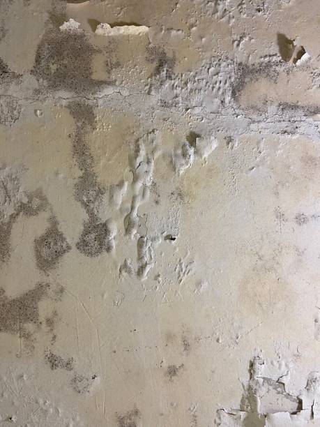 Best DIY Mold Remediation Support Services in Sissonville, WV