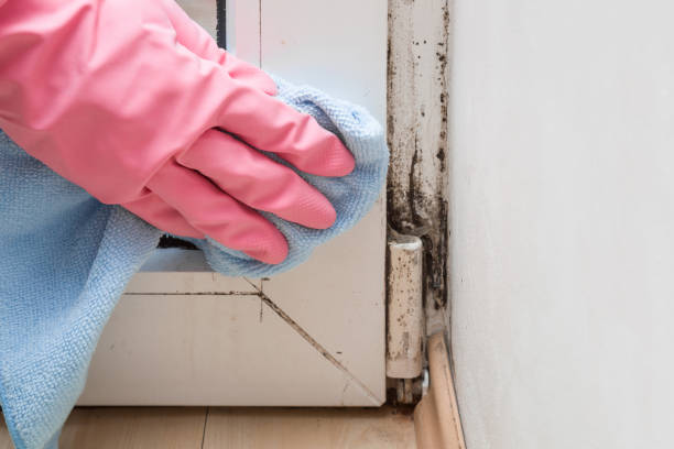 Best Emergency Mold Remediation in Sissonville, WV